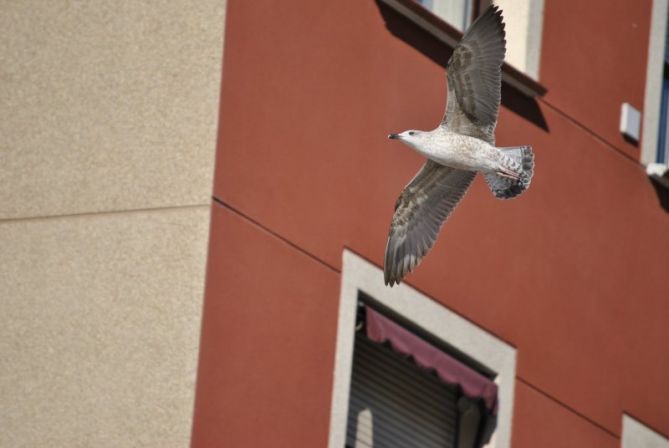 Hegada etxe artean / vuelo entre casas: foto en Pasaia