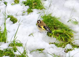 Jilguero buscando comida 