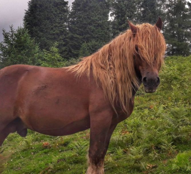 kalamua: foto en Eibar