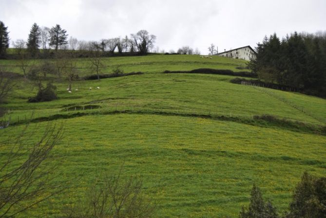 Larre berdeak: foto en Baliarrain