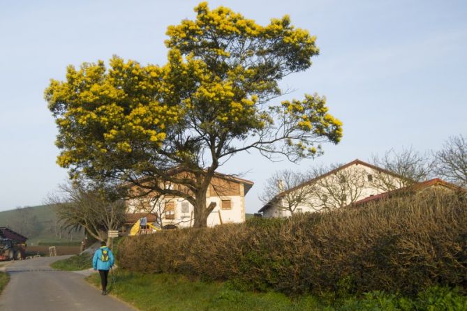 MIMOSA: foto en Zumaia