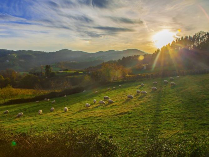 Motas de Algodón: foto en Zarautz