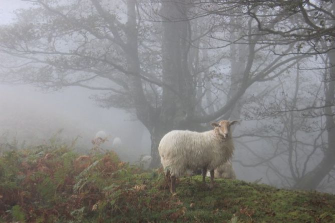 Niebla.: foto en Hernani