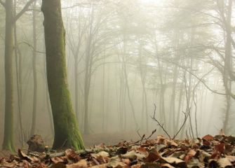 Niebla en hayedo