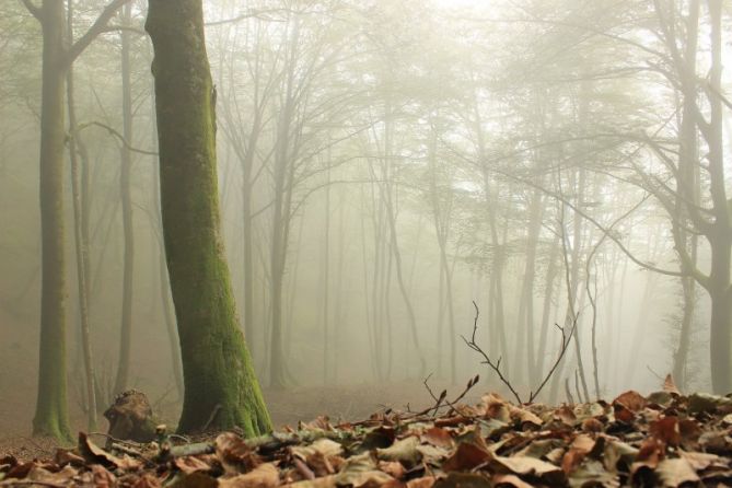 Niebla en hayedo: foto en Errenteria