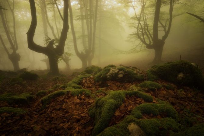 Nieblas en primavera: foto en Oñati