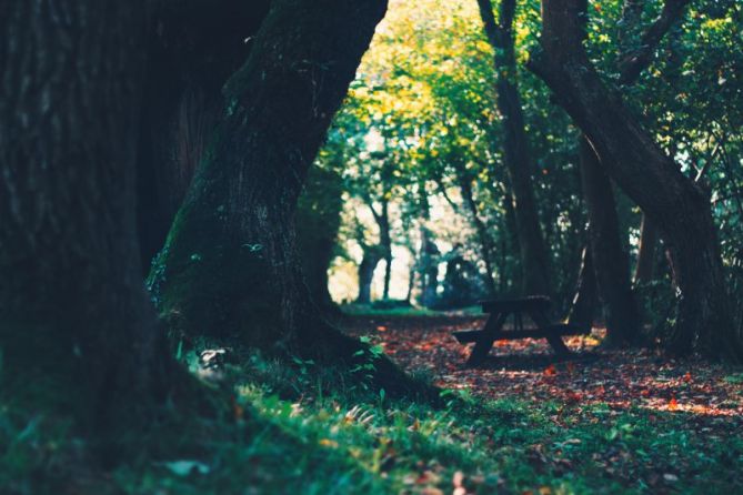 Oianguko basoak: foto en Ordizia