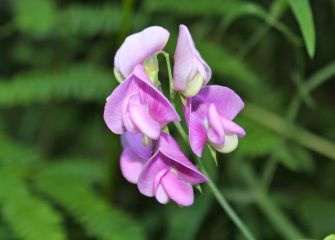 Orquidea silvestre en Zaldibia