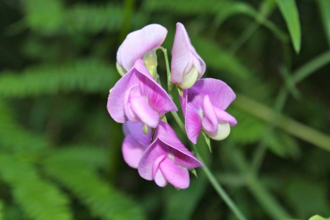 Orquidea silvestre en Zaldibia: foto en Zaldibia