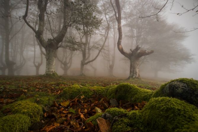 otoño en el bosque: foto en Oiartzun