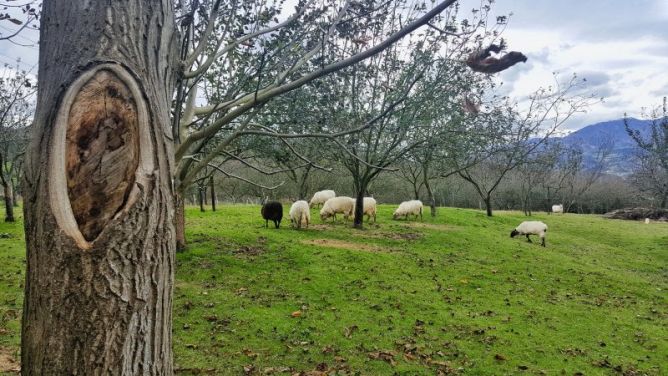 Pastando en Goiburu: foto en Andoain