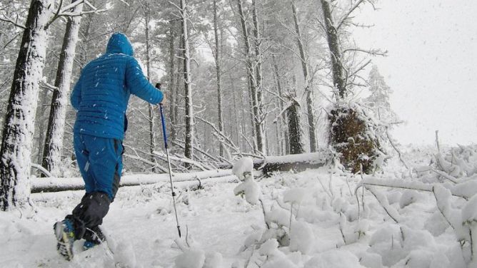 Pinar nevado en San Pedro, Elgoibar.: foto en Elgoibar