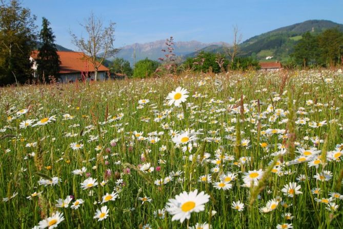 Primavera: foto en Zegama