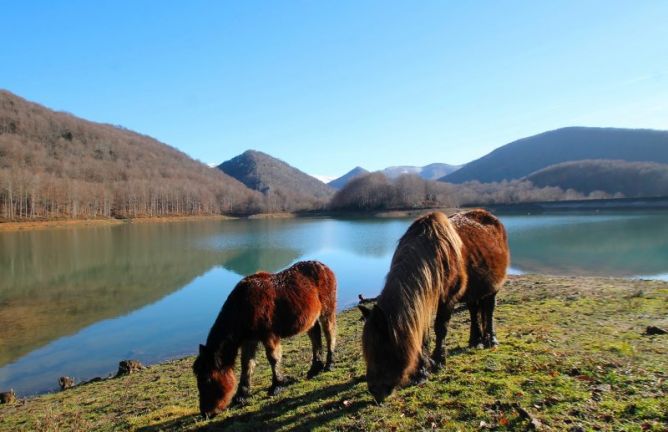 Pura naturaleza: foto en Ataun