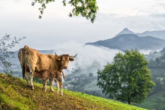 TXINDOKI 2: foto en Olaberria