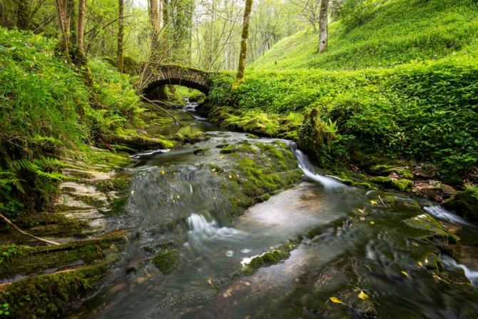 Udaberriaren berdea: foto en Aia