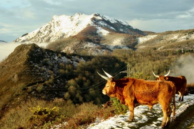 Vacas en Peñas de Aia: foto en Irun