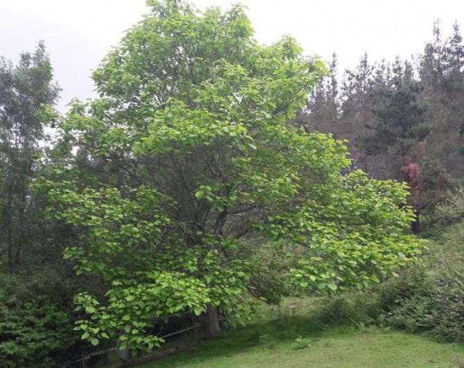 Verde que te vquiero verde: foto en Eibar