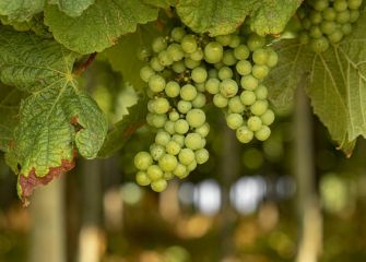 Que poquito me queda 