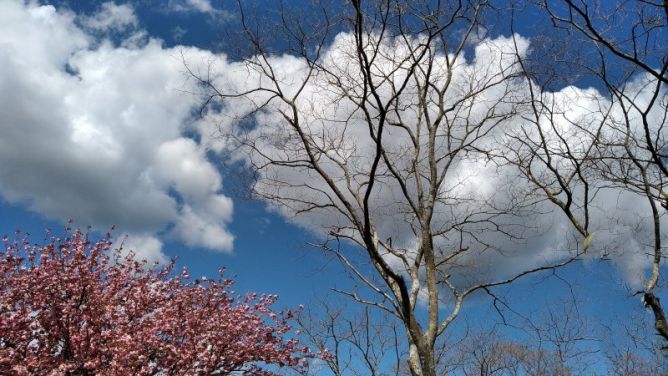 El árbol de algodon: foto en Usurbil