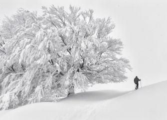 El Arbol Nevado