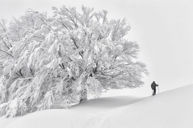 El Arbol Nevado: foto en Oñati