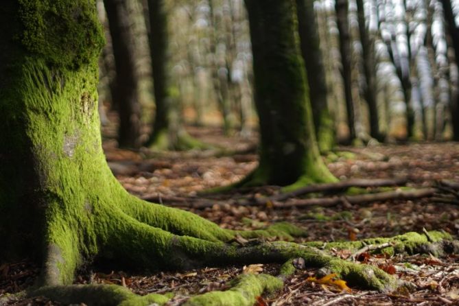 arbol de verde esperanza: foto en Irun