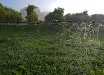 armiarmaren begirada