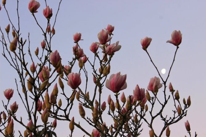 Atrapando la luna.: foto en Donostia-San Sebastián