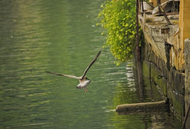 Ave de pesca: foto en Pasaia