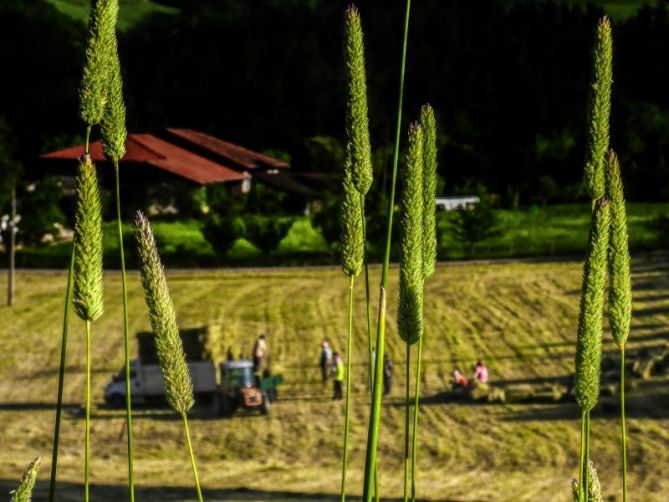 BASERRIKO LANAK: foto en Eskoriatza