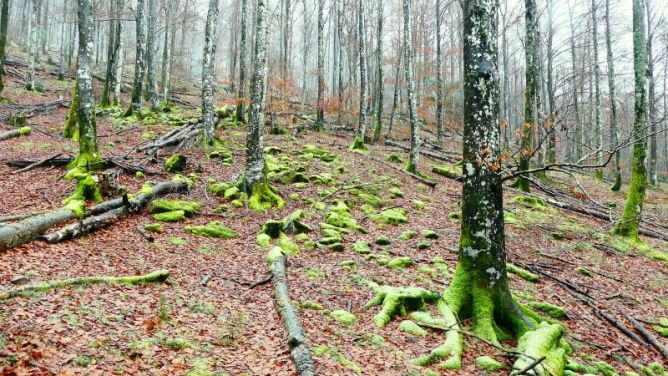 Basoa: foto en Bergara