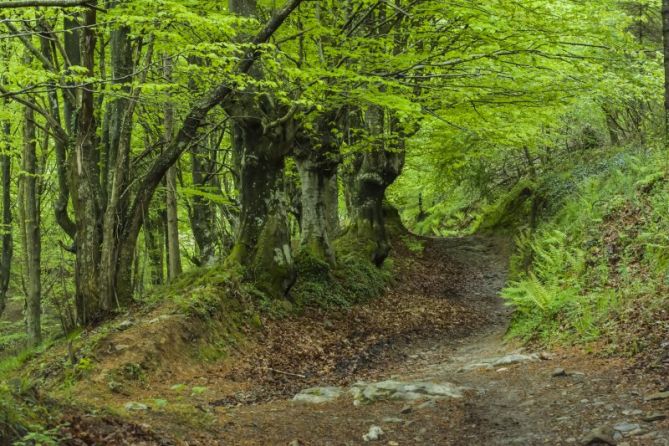 Bosque: foto en Tolosa