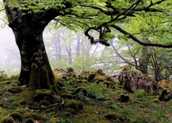 Bosques encantados