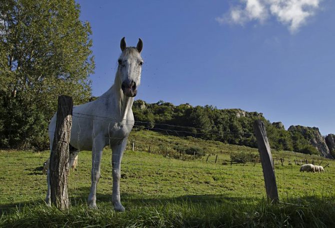 Caballo y los Riscos: foto en Hernani