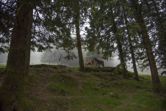 Caballos: foto en Aia