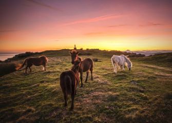 Caballos en Jaizkibel