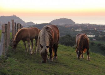Caballos pastando al anochecer