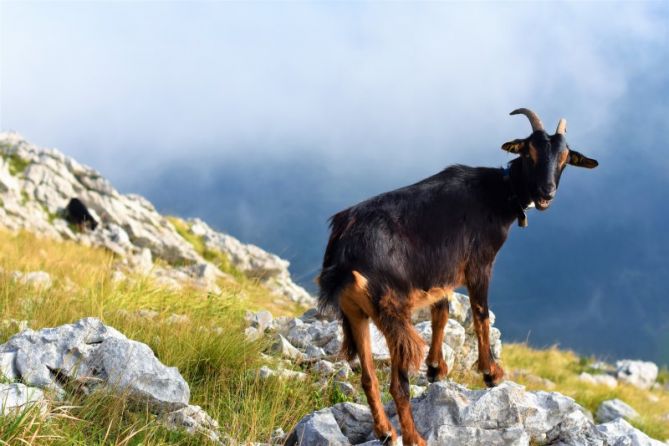 la cabra al monte: foto en Arrasate-Mondragón