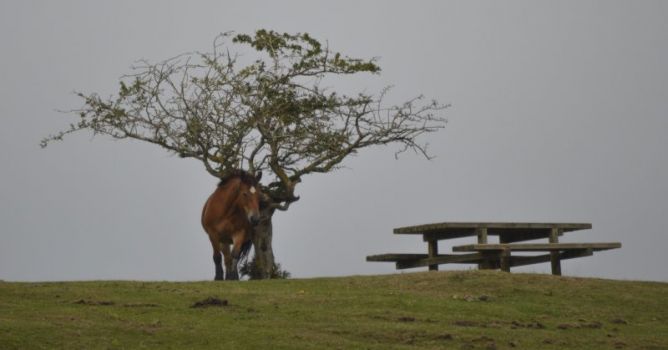 Campa de Beunde: foto en Zegama