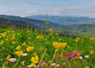 Campos de flores