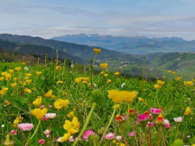 Campos de flores: foto en Lazkao