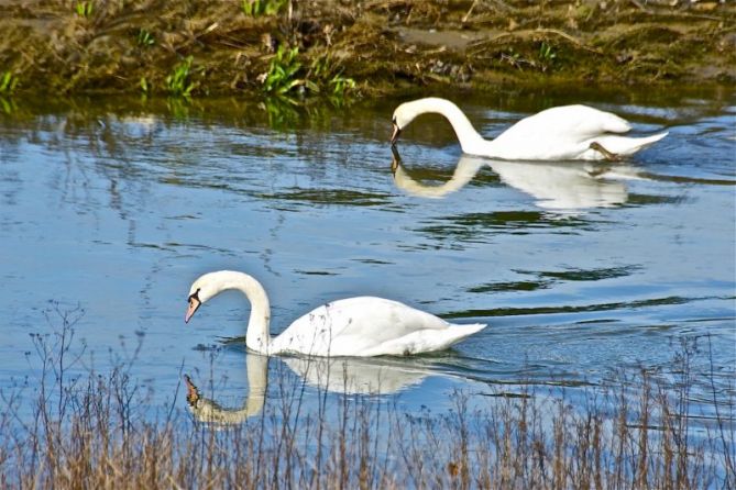 Cisnes blancos : foto en Zarautz