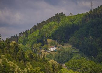 Del color de los árboles