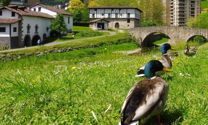 Dia de Patos: foto en Beasain