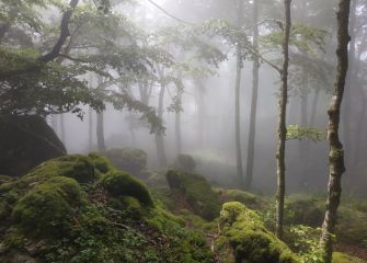 Entre la niebla