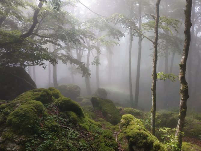 Entre la niebla: foto en Tolosa