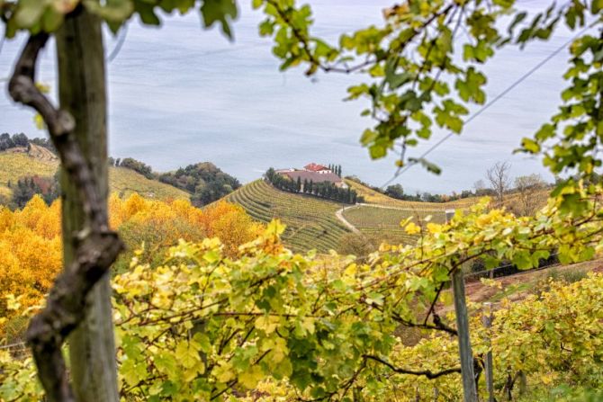 ENTRE VIÑEDOS: foto en Getaria