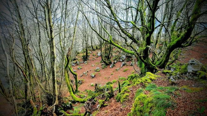 Eres una vez un bosque: foto en Aia