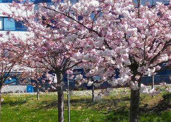 Esencia de primavera